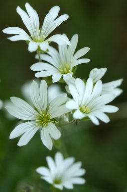 Spring field flowers clipart