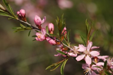 Spring field flowers. clipart