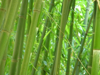 bambu korusu.