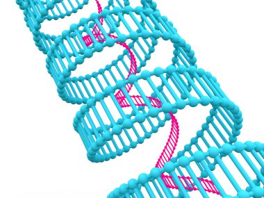 Gen DNA.