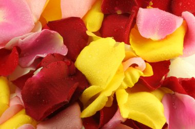 bir gül yaprakları.