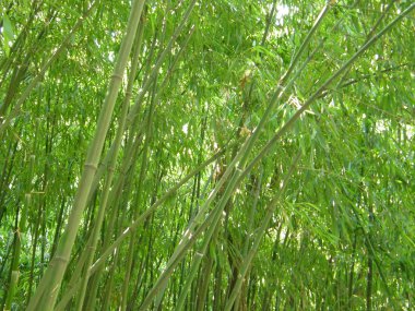 bambu korusu.