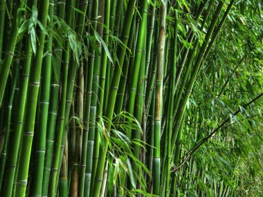 bambu korusu.