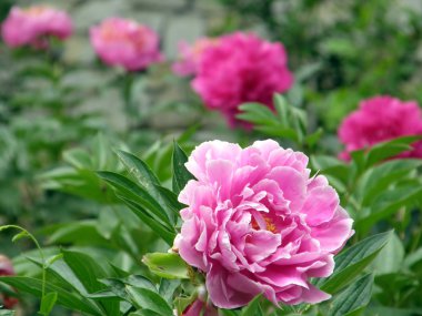 çiçekler. Peonies