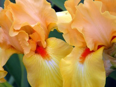 Flower of an iris clipart