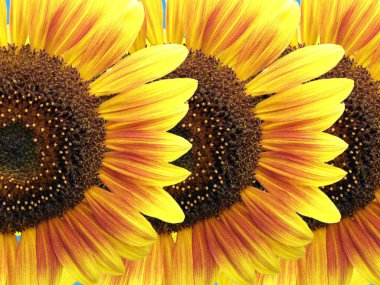 Flowers of sunflower clipart