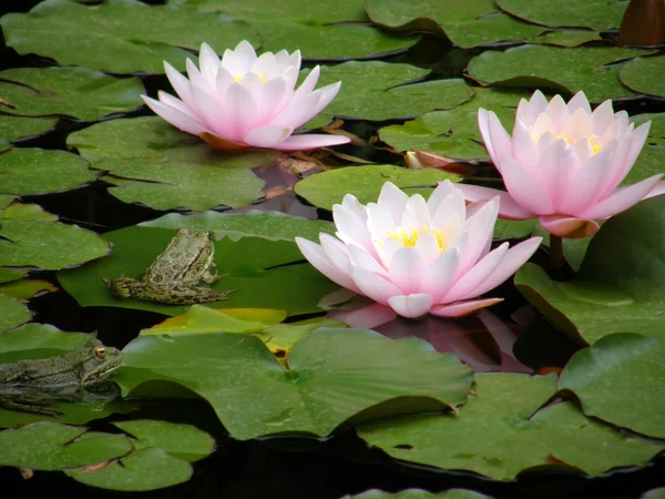 stock image Water lily