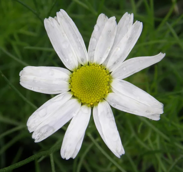 A Kamilla virág — Stock Fotó