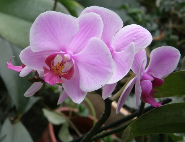Blomma av en orkidé — Stockfoto