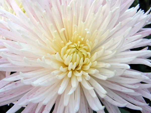Kwiaty chryzantemy — Zdjęcie stockowe