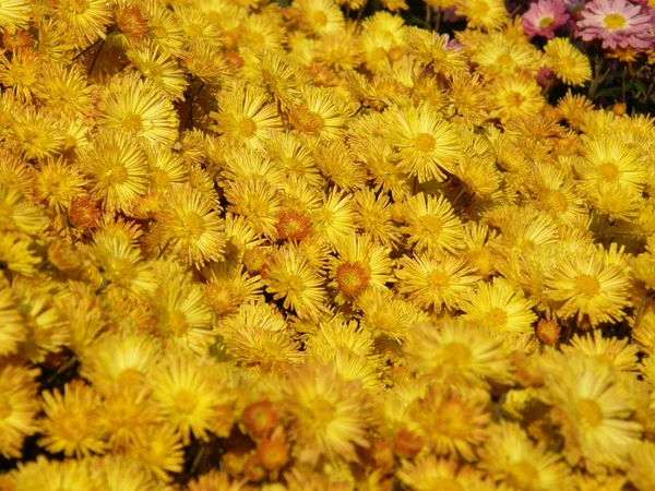 A krizantém virág — Stock Fotó