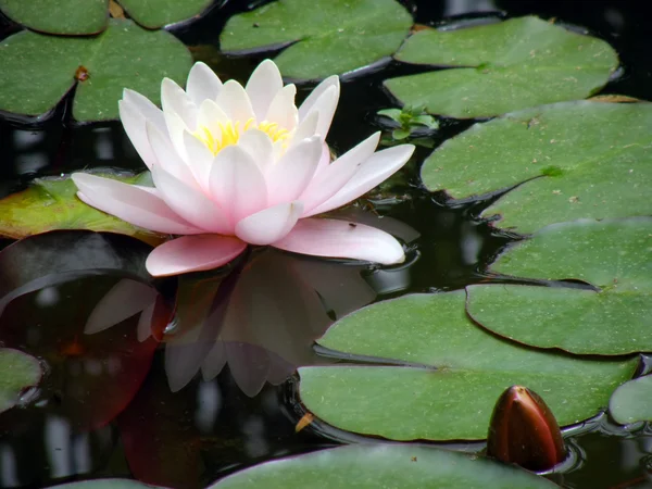 Stock image Water lily