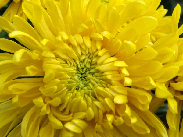 Bloemen van chrysanten — Stockfoto
