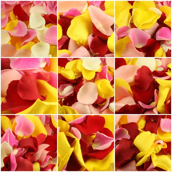 9 つの写真からのバラの花びらのコラージュ — ストック写真