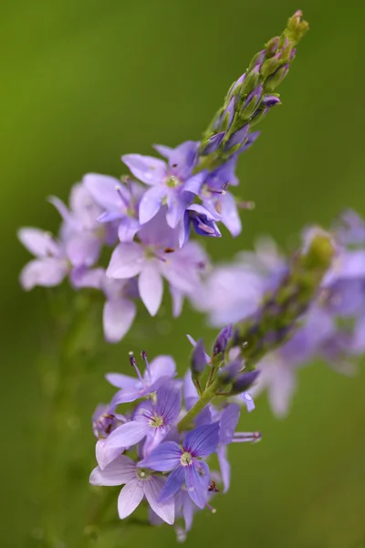 Flores de campo de primavera . — Fotografia de Stock
