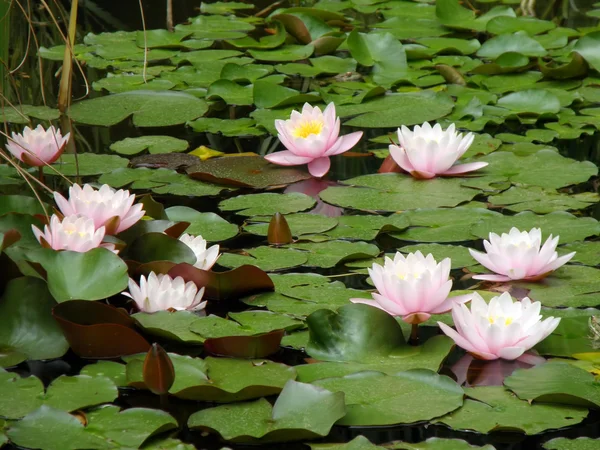 stock image Water lily