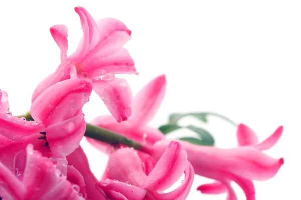 Цветы гиацинтов . — стоковое фото