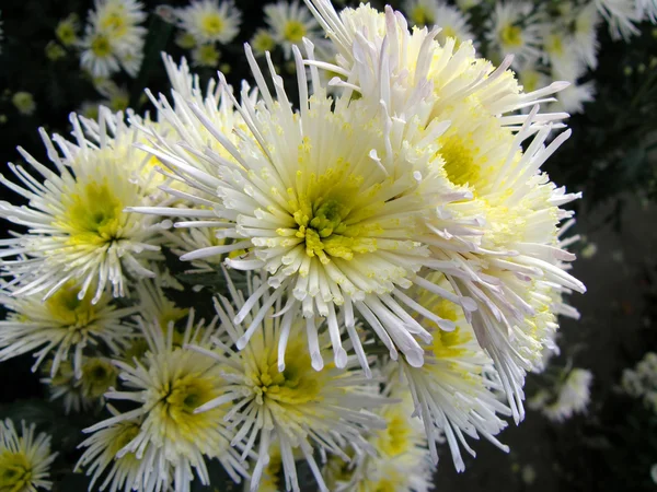 Fleurs de chrysanthèmes — Photo