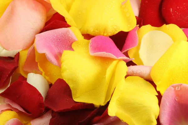 stock image Petals of a rose.