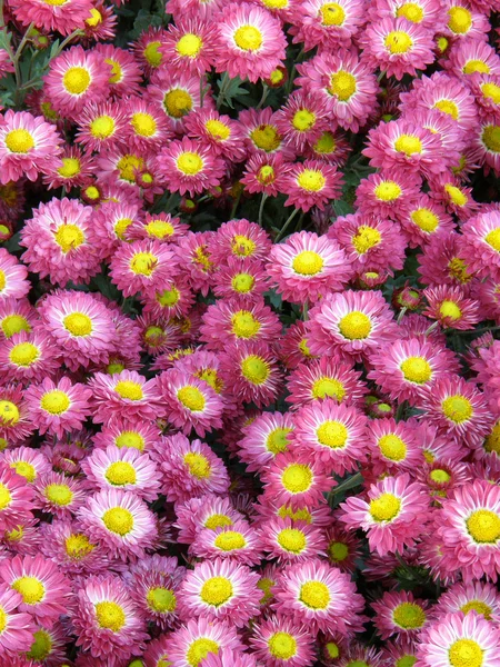 Fleur d'un chrysanthème — Photo