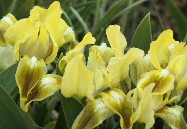 La flor del iris — Foto de Stock