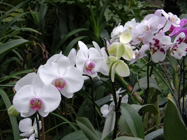 Blomma av en orkidé — Stockfoto