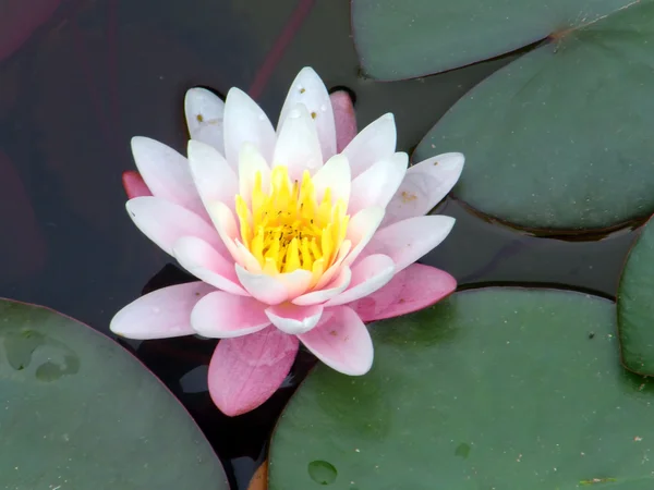 stock image Water lily