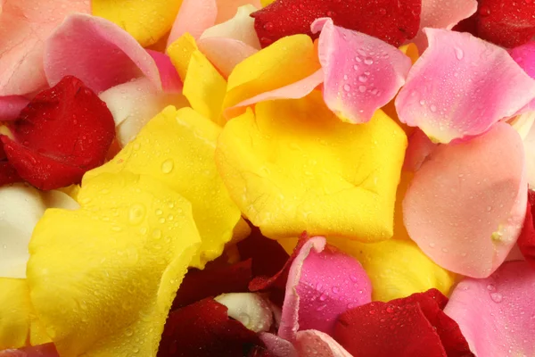 Bloemblaadjes van een roos. — Stockfoto