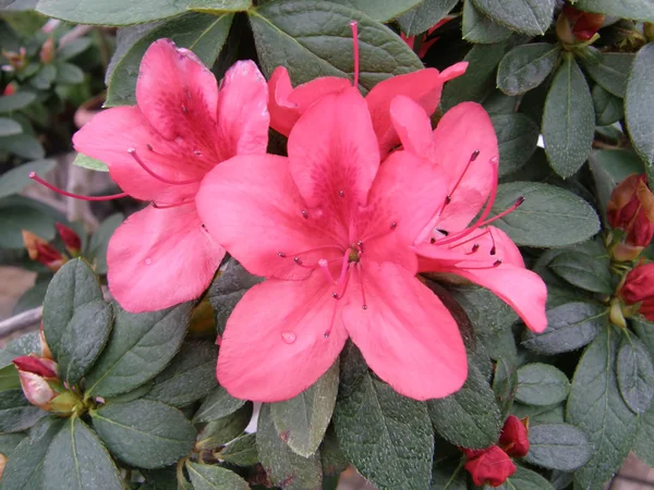 La flor de la azalea. Ródodendro — Foto de Stock