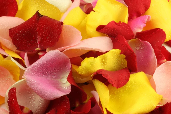 stock image Petals of a rose.