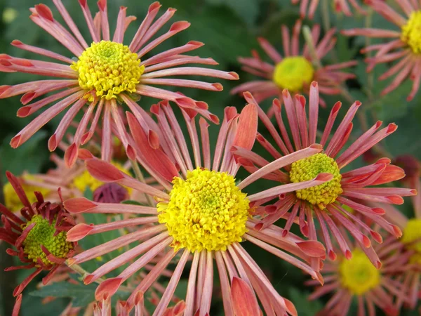 stock image Flower of a chrysanthemum