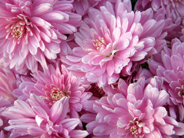 Flowers of chrysanthemums — Stock Photo, Image