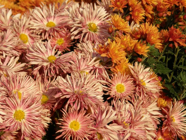Flor de un crisantemo — Foto de Stock