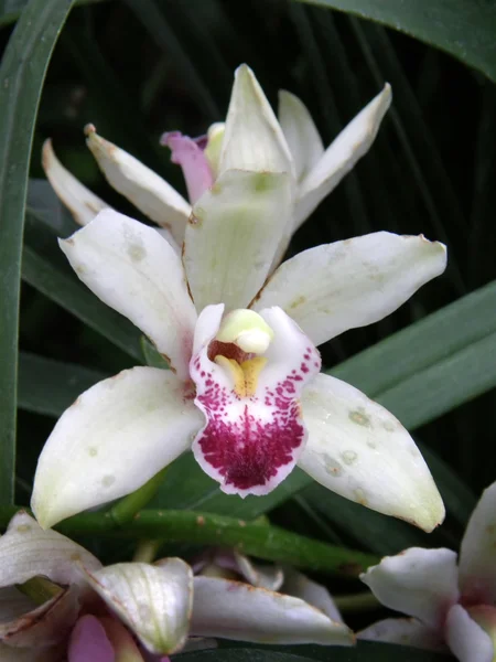 Stock image Flower of an orchid