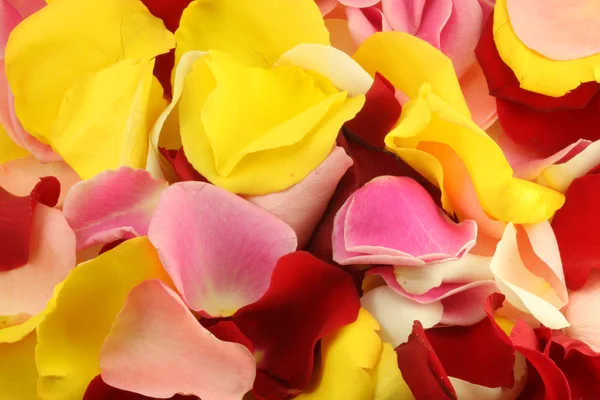 stock image Petals of a rose.