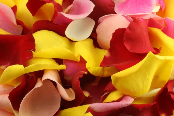 Лепестки розы . — стоковое фото