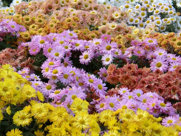 Flowers of chrysanthemums — Stock Photo, Image