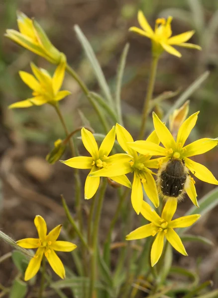 Insekt auf einer Blume — Stockfoto