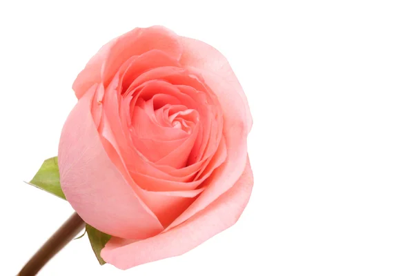 Rose. — Stock Photo, Image