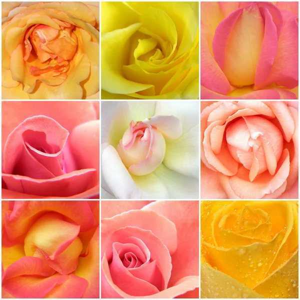 Collage of roses from nine photos — Stock Photo, Image