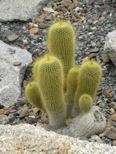 Cactus en suelo pedregoso — Foto de Stock