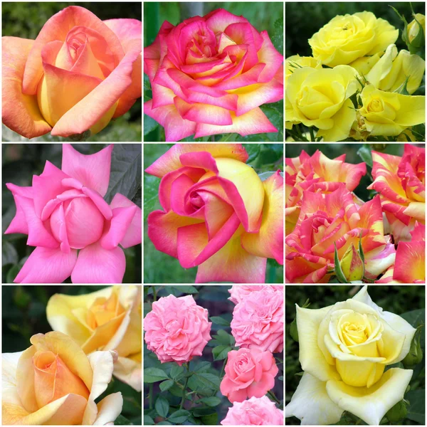 Koláž růží z devíti fotek — Stock fotografie
