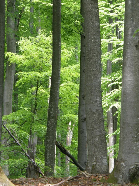 Dřevité bukové dřevo — Stock fotografie