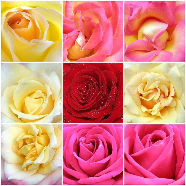 Koláž růží z devíti fotek — Stock fotografie