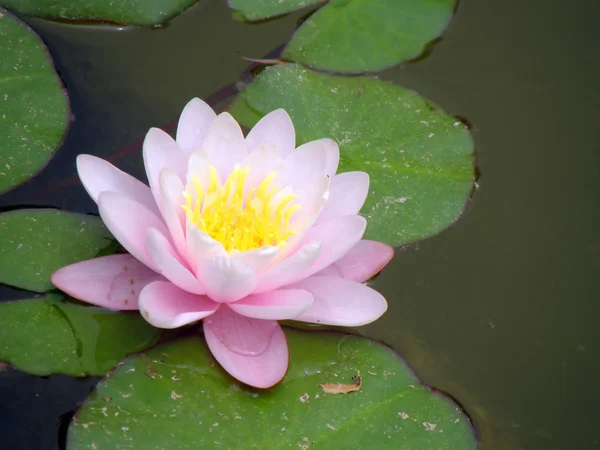 Stock image Water lily