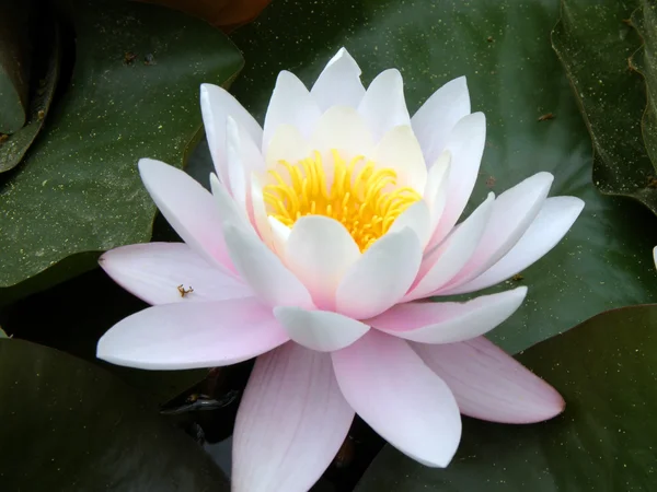 stock image Water lily