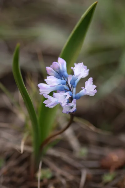 Wild spring hyacinths — Stock Photo, Image