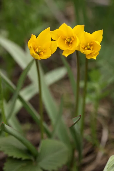 Wild spring tulips — Stock Photo, Image