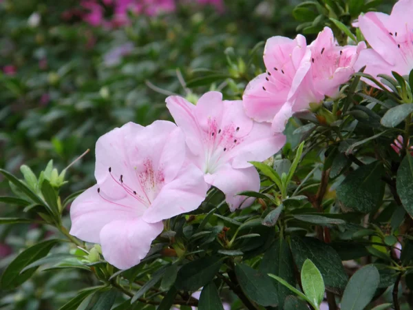 Flor de uma azálea. Rododendro — Fotografia de Stock