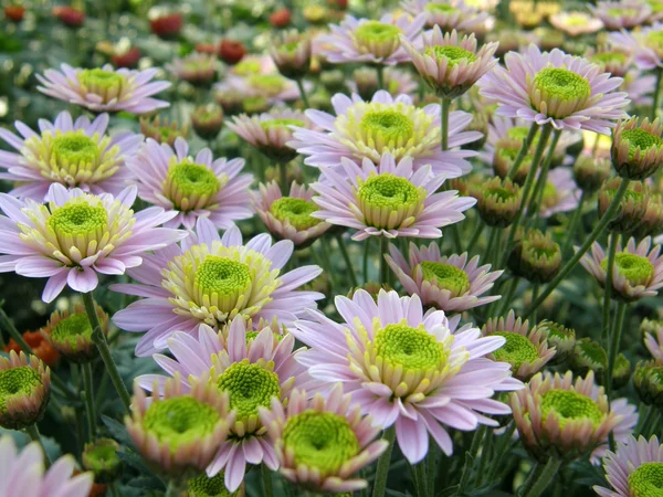 Blüte einer Chrysantheme — Stockfoto